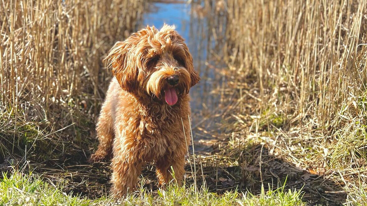 Rode mini Australian Labradoodle genaamd Beau, staand in water