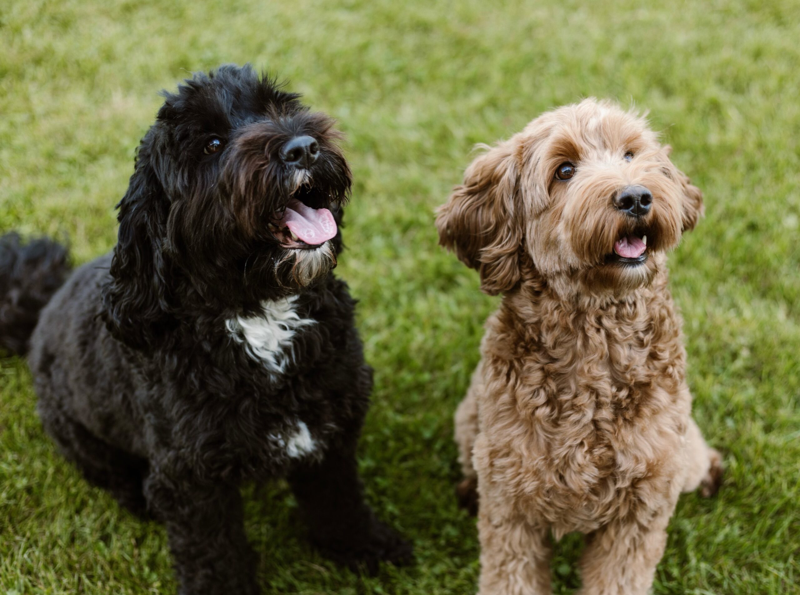 Onze dames Acey & Beau