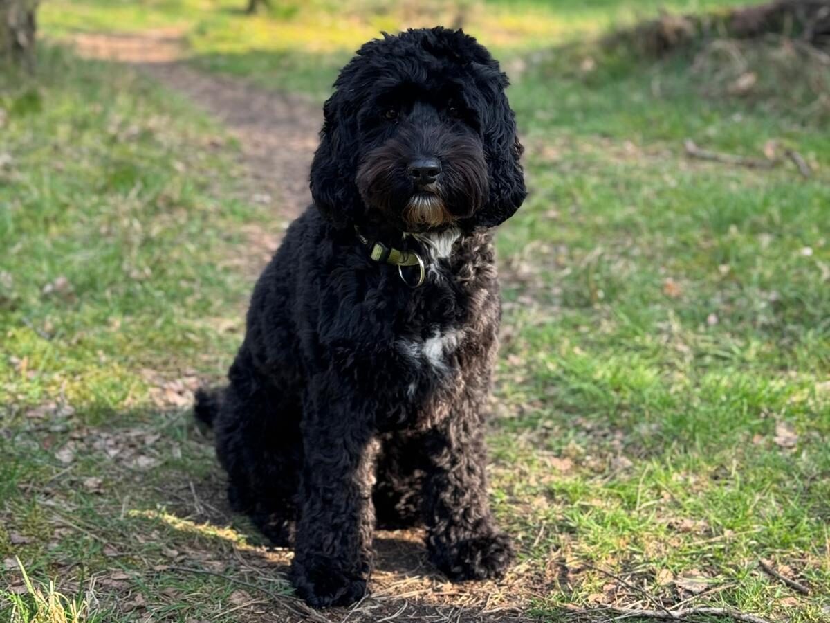 Foto acey zittend in bos