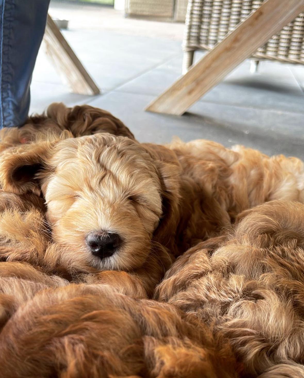Slapende pup